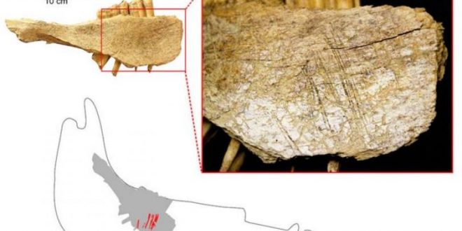 Humans Arrived in North America around 24000 Years Ago, Says New Research
