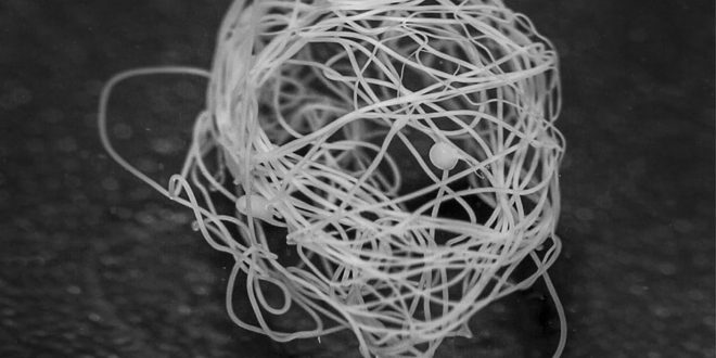 Researchers Developed Artificial Spider Silk