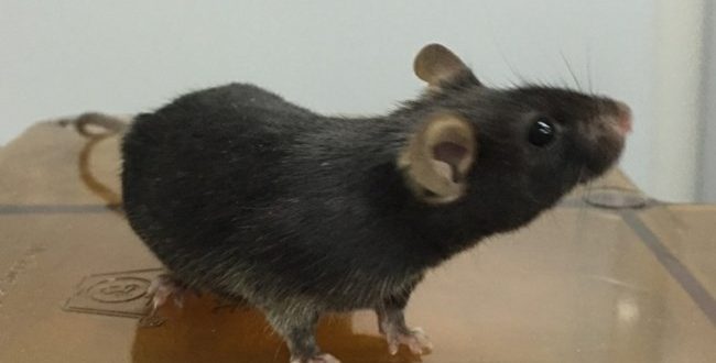 Researchers activate 'kill switch' in mice
