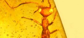 Researchers discover 'alien' insect in amber from 100 million years ago (Video)
