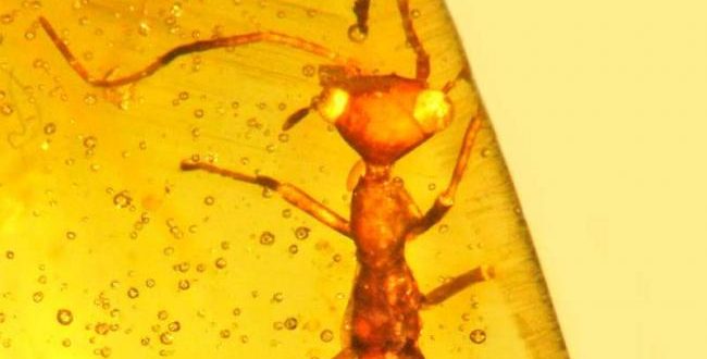 Researchers discover ‘alien’ insect in amber from 100 million years ago (Video)