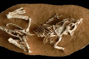 Some dinosaur eggs took three to six months to hatch, finds new research