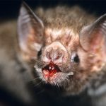 Vampire Bats Are Drinking Human Blood in Brazil, Says New Study