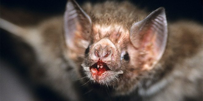 Vampire Bats Are Drinking Human Blood in Brazil, Says New Study