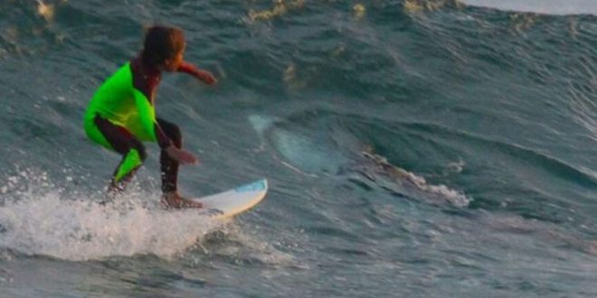 Young Australian surfer rides over great white. Dad captures the photo!