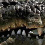 1609 crocodile skins seized in Guangxi, China