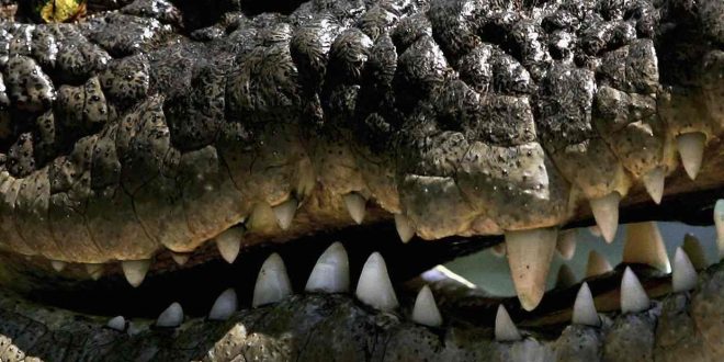 1609 crocodile skins seized in Guangxi; China