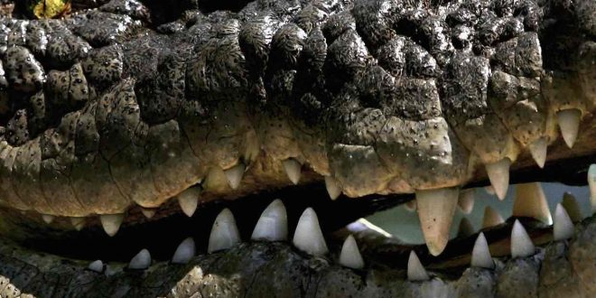 1609 crocodile skins seized in Guangxi, China