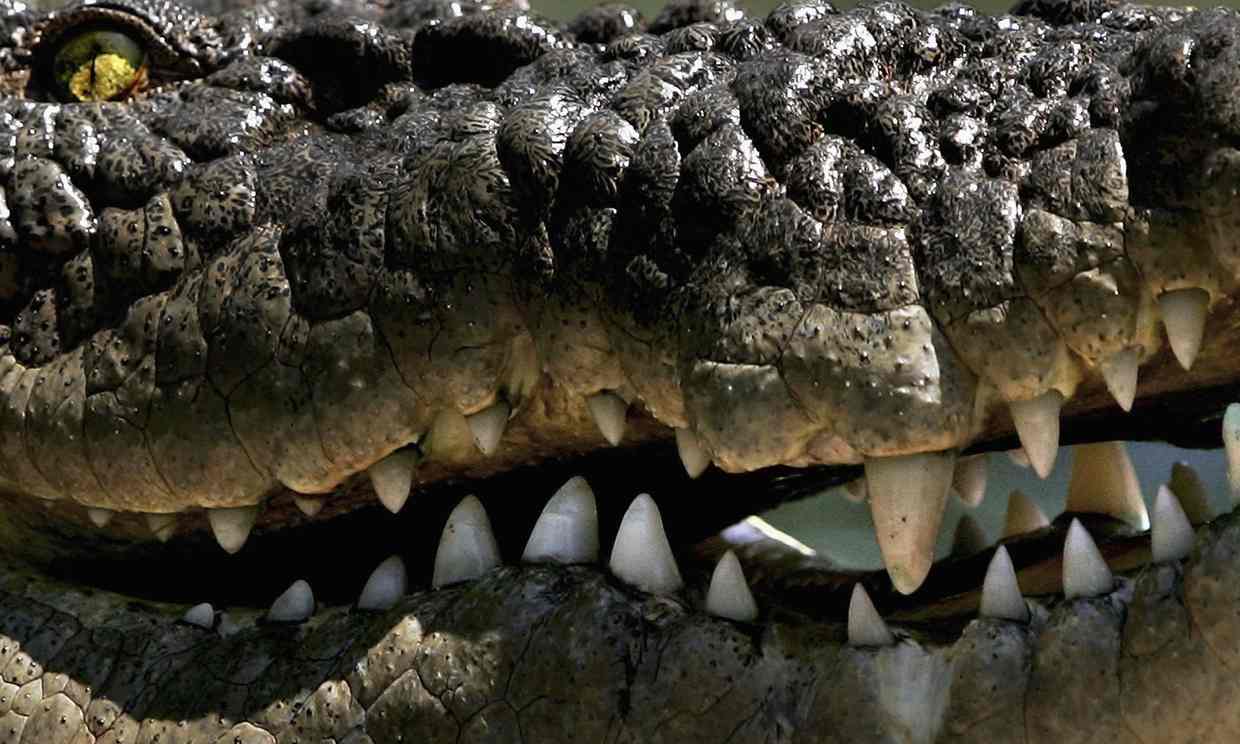 are crocs made from crocodile skin