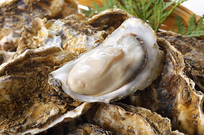 British Columbia oysters linked to recent gastrointestinal illness