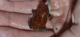 Cave Squeaker Frog Seen for the First Time in More Than 50 Years