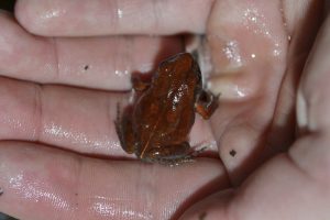 Cave Squeaker Frog Seen for the First Time in More Than 50 Years