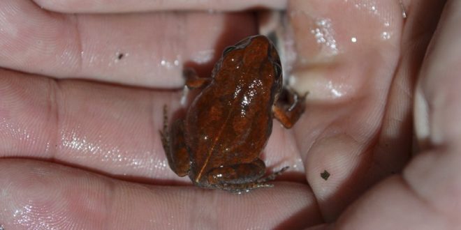 Cave Squeaker Frog Seen for the First Time in More Than 50 Years