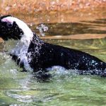 Climate change and fishing create ‘trap’ for African penguins, says new research