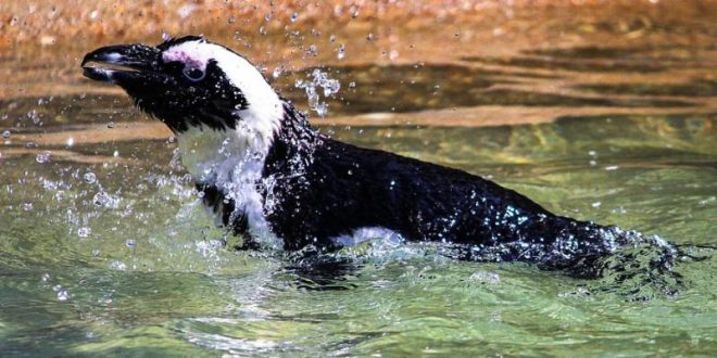 Climate change and fishing create ‘trap’ for African penguins, says new research