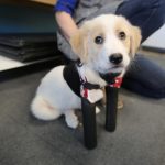 Cupid: Two-legged puppy takes first steps with prosthetic legs (Video)