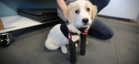 Cupid: Two-legged puppy takes first steps with prosthetic legs (Video)