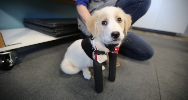 Cupid: Two-legged puppy takes first steps with prosthetic legs (Video)