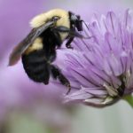 Donald Trump Blocks Listing Bumblebee as Endangered