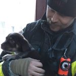 Fire In Burlington: Puppy rescued from burning motor home