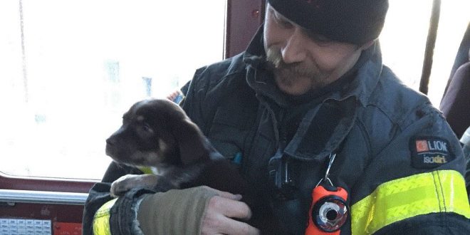 Fire In Burlington: Puppy rescued from burning motor home