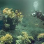 Fisheries minister to announce protection for Northern BC glass sponge reefs