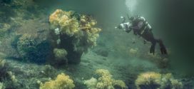 Fisheries minister to announce protection for Northern BC glass sponge reefs