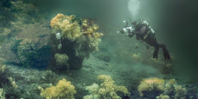 Fisheries minister to announce protection for Northern BC glass sponge reefs