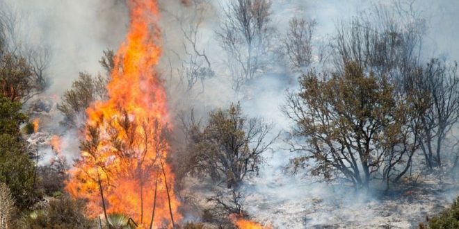 Humans Cause Most of America's Wildfires, Says New Study