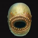 Humans' oldest known ancestor was a tiny, bag-like sea creature: says new research