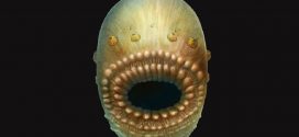 Humans' oldest known ancestor was a tiny, bag-like sea creature: says new research