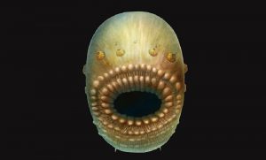Humans' oldest known ancestor was a tiny, bag-like sea creature: says new research