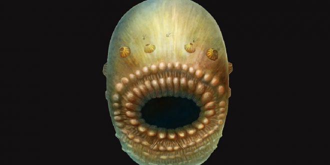 Humans’ oldest known ancestor was a tiny, bag-like sea creature says new research Humans’ oldest known ancestor was a tiny, bag-like sea creature says new research