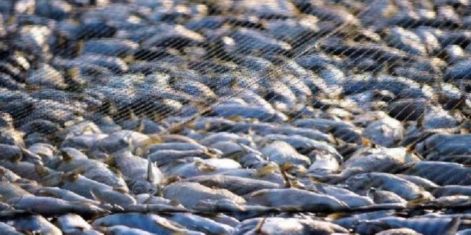 Illegal fishing during closures among fall 2016 convictions in Newfoundland and Labrador