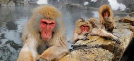 Japanese zoo culls 57 macaques carrying 'invasive' genes