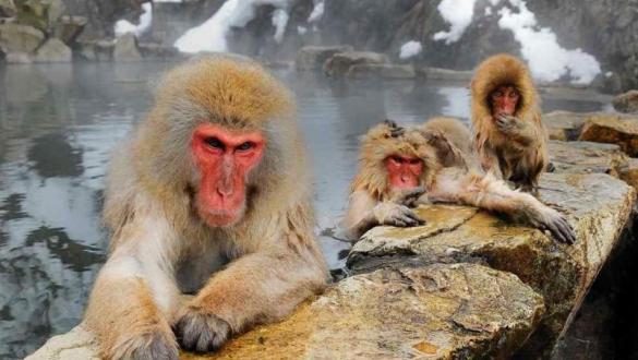 Japanese zoo culls 57 macaques carrying ‘invasive’ genes