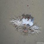Litter Levels in the Depths of the Arctic are On the Rise