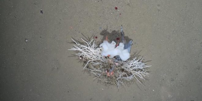 Litter Levels in the Depths of the Arctic are On the Rise