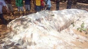 Mysterious sea creature in Philippines' shore baffles researchers (Photo)