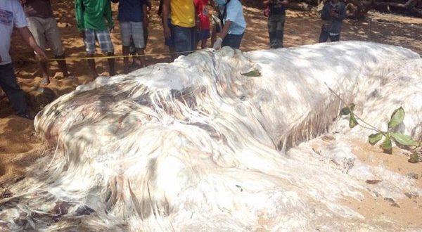 Mysterious sea creature in Philippines' shore baffles researchers (Photo)