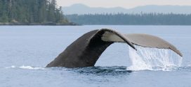 New BC mariner's guide aims to keep at-risk species safe
