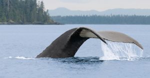 New BC mariner's guide aims to keep at-risk species safe