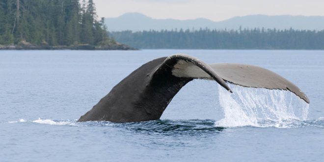 New BC mariner's guide aims to keep at-risk species safe