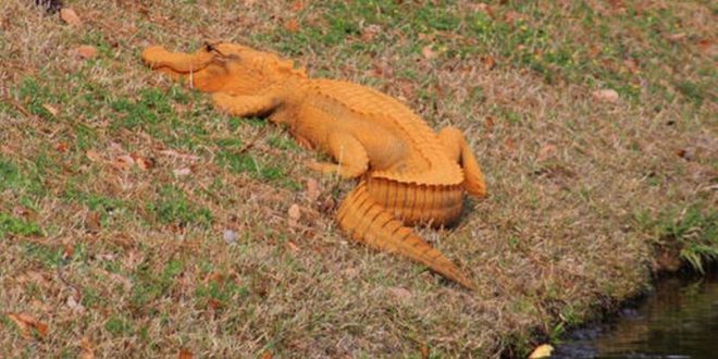 Orange alligator gets snapped in South Carolina (Photo)