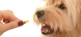 Pet Medications Could Harm Children, Says New Research