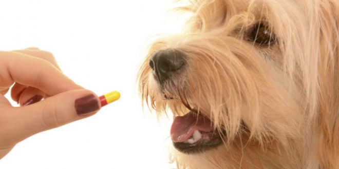 Pet Medications Could Harm Children, Says New Research