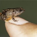 Researchers discover four species of tiny frogs in India