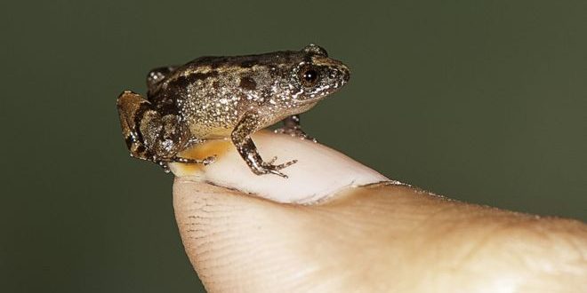 Researchers discover four species of tiny frogs in India