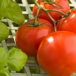 Researchers have a plan to make tomatoes great again