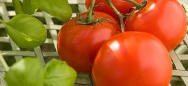 Researchers have a plan to make tomatoes great again
